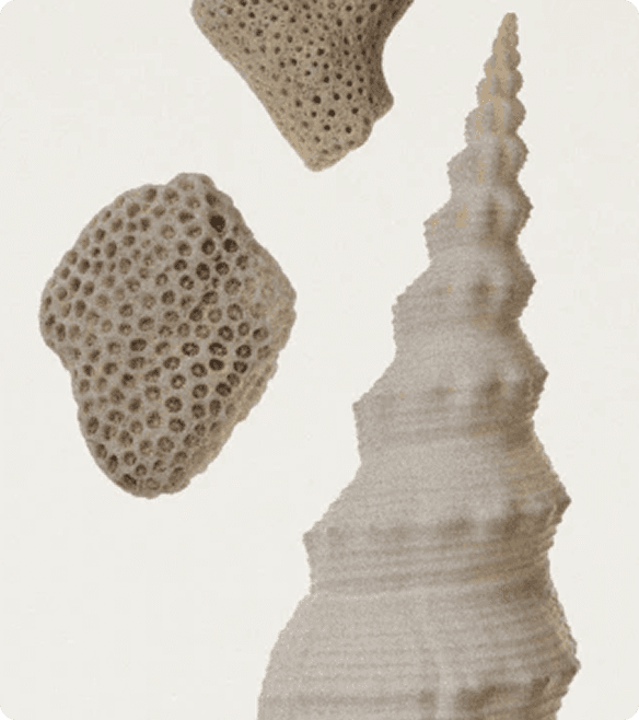 Calcium AKG (Alpha-Ketoglutarate)